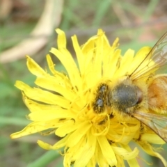 Apis mellifera (European honey bee) at Emu Creek Belconnen (ECB) - 23 Feb 2024 by JohnGiacon