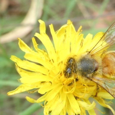 Apis mellifera (European honey bee) at Emu Creek - 22 Feb 2024 by JohnGiacon