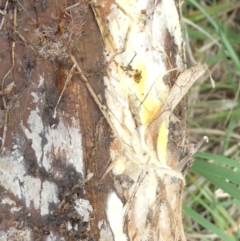 Unidentified Fungus at Emu Creek - 22 Feb 2024 by JohnGiacon