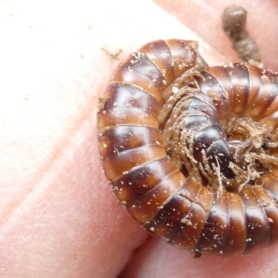 Diplopoda (class) (Unidentified millipede) at Emu Creek Belconnen (ECB) - 22 Feb 2024 by JohnGiacon