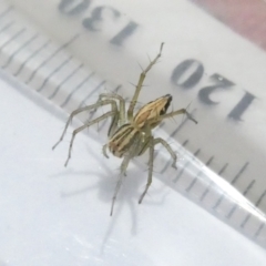 Oxyopes sp. (genus) (Lynx spider) at Belconnen, ACT - 23 Feb 2024 by JohnGiacon