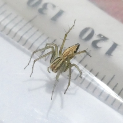 Oxyopes sp. (genus) (Lynx spider) at Emu Creek - 23 Feb 2024 by JohnGiacon