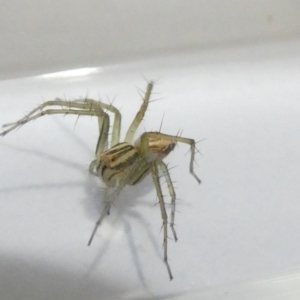 Oxyopes sp. (genus) at Emu Creek Belconnen (ECB) - 23 Feb 2024