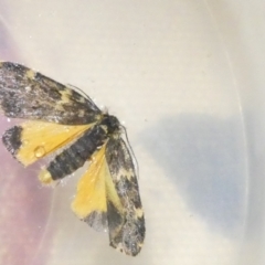 Halone (genus) (A Tiger moth) at Emu Creek - 23 Feb 2024 by JohnGiacon