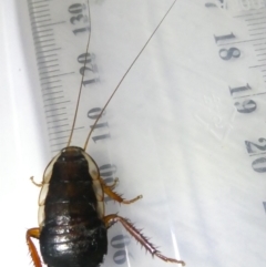 Drymaplaneta communis (Eastern Wood Runner, Common Shining Cockroach) at Emu Creek - 23 Feb 2024 by JohnGiacon