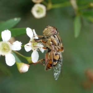 Eristalinus punctulatus at Hall, ACT - 23 Feb 2024 10:25 AM