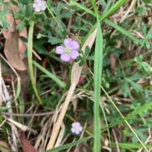 Geranium sp. at Emu Creek Belconnen (ECB) - 23 Feb 2024