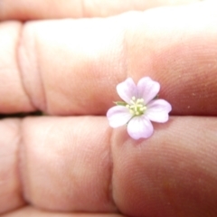 Geranium sp. at Emu Creek Belconnen (ECB) - 23 Feb 2024