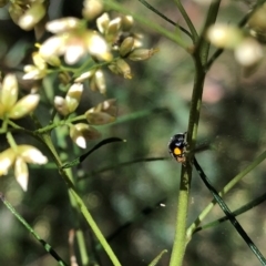 Apolinus lividigaster (Yellow Shouldered Ladybird) at Farrer Ridge - 22 Feb 2024 by melchapman