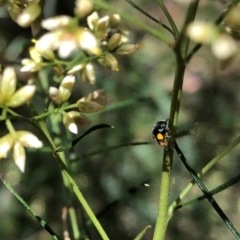 Apolinus lividigaster (Yellow Shouldered Ladybird) at Farrer Ridge - 22 Feb 2024 by melchapman