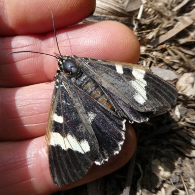 Phalaenoides glycinae (Grapevine Moth) at QPRC LGA - 23 Feb 2024 by arjay