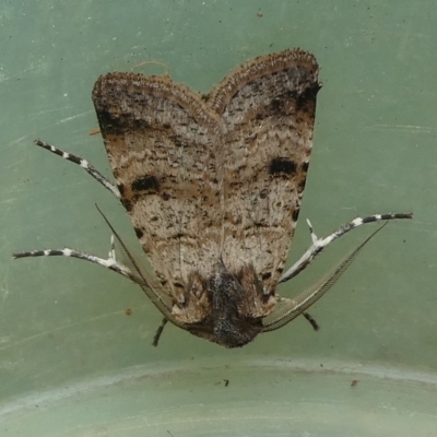 Agrotis porphyricollis (Variable Cutworm) at Charleys Forest, NSW - 16 Feb 2024 by arjay