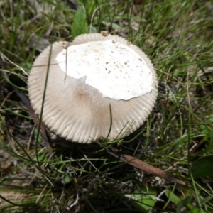 Amanita sp. at QPRC LGA - suppressed