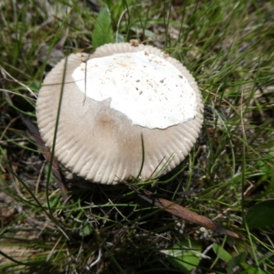 Amanita sp. (Amanita sp.) at QPRC LGA - 18 Feb 2024 by arjay