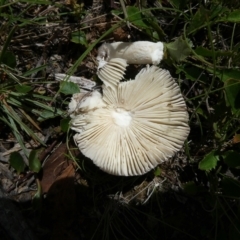 Amanita sp. at QPRC LGA - suppressed