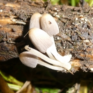 Coprinellus etc. at QPRC LGA - suppressed