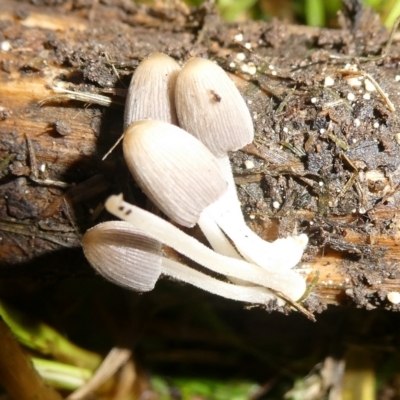 Coprinellus etc. (An Inkcap) at Charleys Forest, NSW - 17 Feb 2024 by arjay
