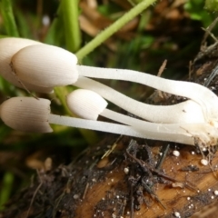 Coprinellus etc. at QPRC LGA - suppressed