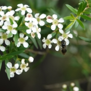 Euryglossa sp. (genus) at Hall, ACT - 23 Feb 2024