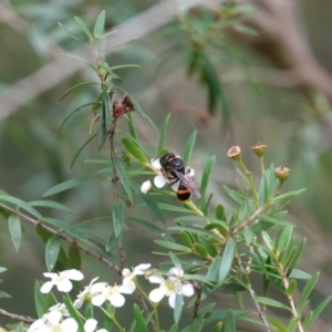 Williamsita sp. (genus) at Hall, ACT - 23 Feb 2024 10:32 AM