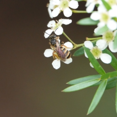 Lasioglossum (Chilalictus) bicingulatum (Halictid Bee) at Hall, ACT - 22 Feb 2024 by Anna123