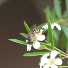 Lasioglossum (Chilalictus) bicingulatum at Hall, ACT - 23 Feb 2024