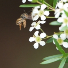 Lasioglossum (Chilalictus) bicingulatum at Hall, ACT - 23 Feb 2024