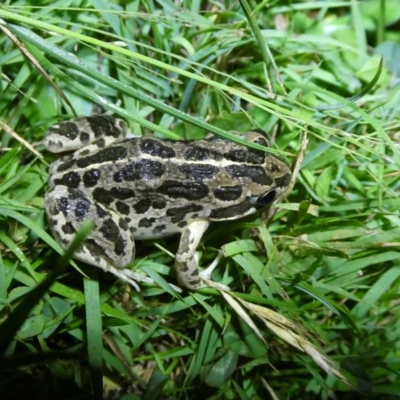 Limnodynastes tasmaniensis (Spotted Grass Frog) at Mongarlowe River - 12 Feb 2024 by arjay