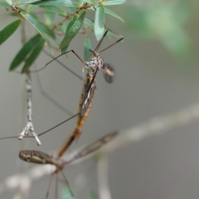 Tipulidae sp. (family) (Unidentified Crane Fly) at Hall, ACT - 22 Feb 2024 by Anna123