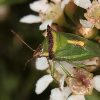 Cuspicona stenuella (Shield bug) at McKellar, ACT - 21 Feb 2024 by kasiaaus