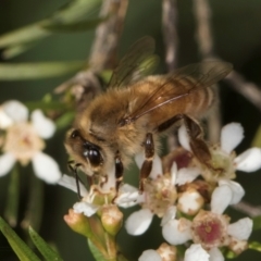 Apis mellifera (European honey bee) at McKellar, ACT - 21 Feb 2024 by kasiaaus