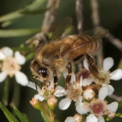 Apis mellifera (European honey bee) at McKellar, ACT - 21 Feb 2024 by kasiaaus