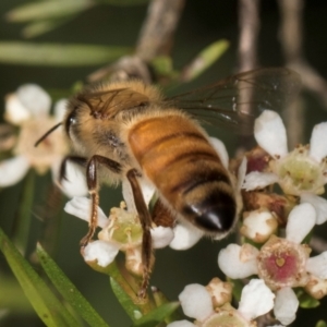 Apis mellifera at McKellar, ACT - 22 Feb 2024 10:12 AM