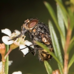 Calliphora stygia (Brown blowfly or Brown bomber) at Croke Place Grassland (CPG) - 21 Feb 2024 by kasiaaus