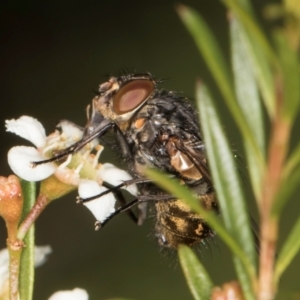 Calliphora stygia at Croke Place Grassland (CPG) - 22 Feb 2024