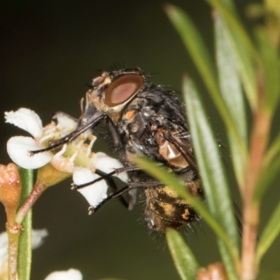 Calliphora stygia (Brown blowfly or Brown bomber) at Croke Place Grassland (CPG) - 21 Feb 2024 by kasiaaus