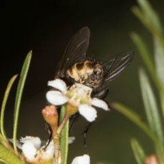 Calliphora stygia at Croke Place Grassland (CPG) - 22 Feb 2024