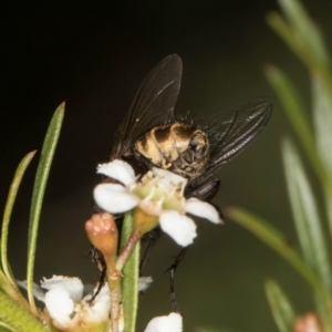 Calliphora stygia at Croke Place Grassland (CPG) - 22 Feb 2024