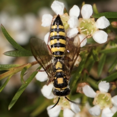 Agriomyia sp. (genus) (Yellow flower wasp) at McKellar, ACT - 21 Feb 2024 by kasiaaus