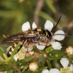 Agriomyia sp. (genus) at Croke Place Grassland (CPG) - 22 Feb 2024