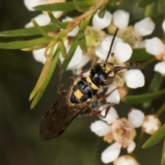 Agriomyia sp. (genus) at Croke Place Grassland (CPG) - 22 Feb 2024