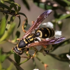 Polistes (Polistes) chinensis (Asian paper wasp) at Croke Place Grassland (CPG) - 21 Feb 2024 by kasiaaus