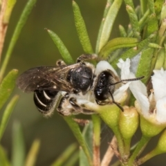 Lasioglossum (Chilalictus) sp. (genus & subgenus) (Halictid bee) at McKellar, ACT - 21 Feb 2024 by kasiaaus