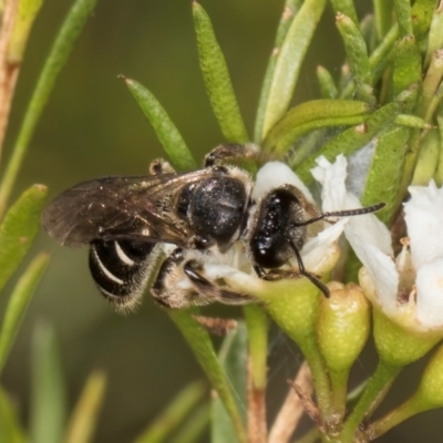 Lasioglossum (Chilalictus) sp. (genus & subgenus) (Halictid bee) at McKellar, ACT - 21 Feb 2024 by kasiaaus