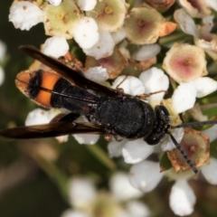 Leucospis sp. (genus) (Leucospid wasp) at McKellar, ACT - 21 Feb 2024 by kasiaaus
