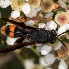 Leucospis sp. (genus) at McKellar, ACT - 22 Feb 2024 10:21 AM