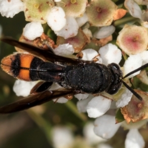 Leucospis sp. (genus) at McKellar, ACT - 22 Feb 2024 10:21 AM