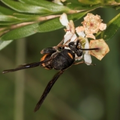 Leucospis sp. (genus) at McKellar, ACT - 22 Feb 2024