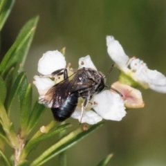 Euryglossa sp. (genus) (A native bee) at McKellar, ACT - 22 Feb 2024 by kasiaaus