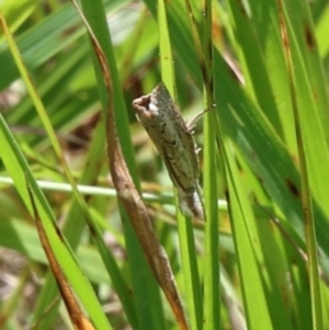 Culladia cuneiferellus at Lyons, ACT - 23 Feb 2024